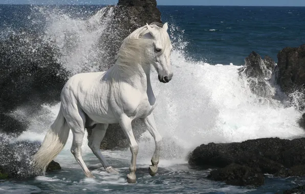 Picture sea, wave, white, foam, stones, grey, rocks, stallion