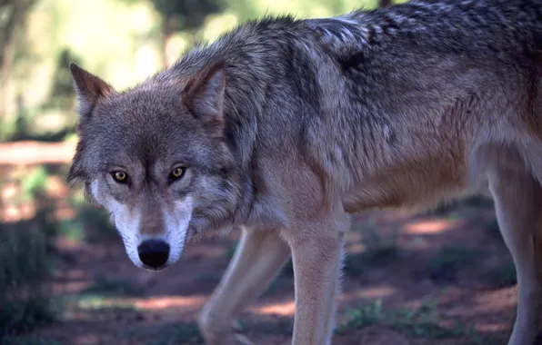 Nature, snow, predator, face, animal, wolf, wildlife, portrait