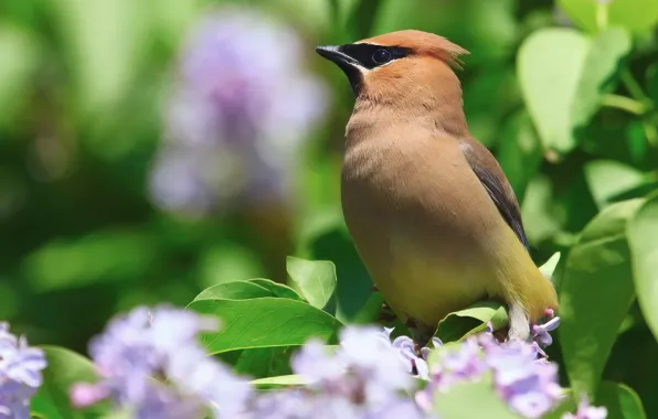 Picture flowers, nature, bird, Bush, spring, serene, the Waxwing