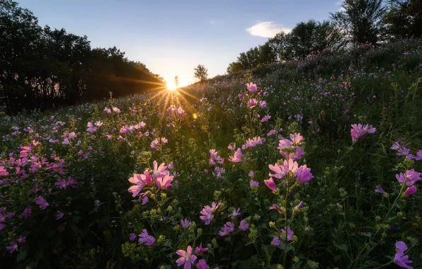 Forest, the sky, the sun, rays, landscape, flowers, nature, slope