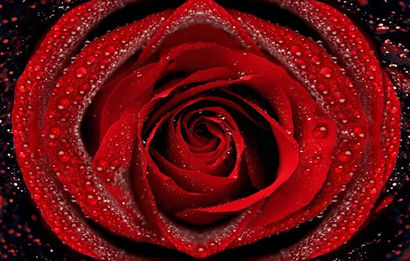 Drops, macro, Rosa, rose, petals