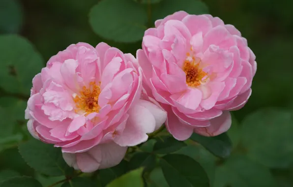 Macro, roses, pink, Duo