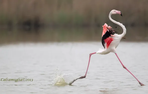 Picture bird, pink, Passo, selective focus photography of Flamingo running on