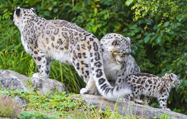 Picture IRBIS, snow leopard, family