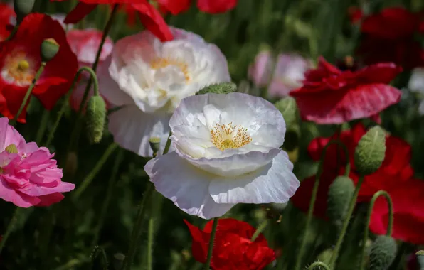 Summer, flowers, red, Maki, blur, pink, white, buds