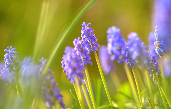Picture greens, light, flowers, glade, spring, lilac, Muscari, hyacinth mouse