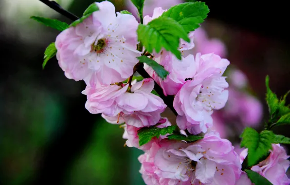 Flowers, tree, spring, pink, Ukraine, Kiev