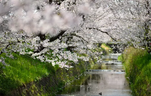 Picture greens, grass, water, trees, focus, spring, channel, flowering