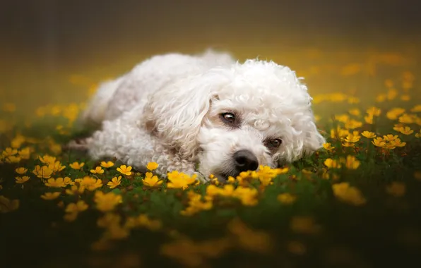 Summer, look, flowers, nature, pose, glade, portrait, dog