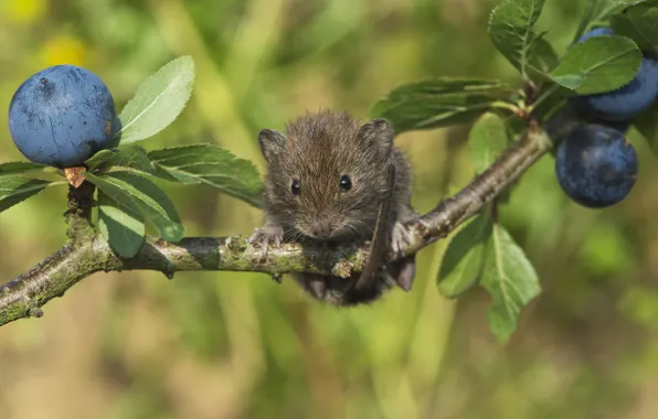 Picture nature, berries, animal, branch, mouse, turn