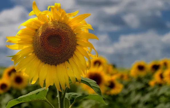 Picture summer, sunflowers, nature