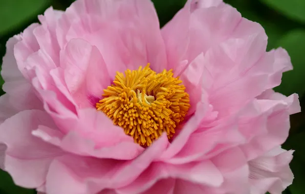 Picture flower, macro, pink, peony
