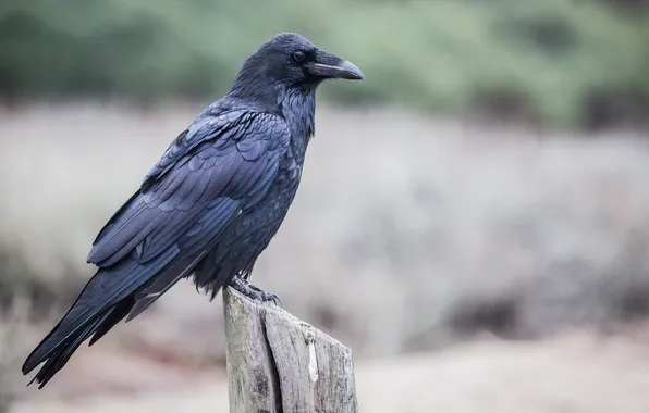 Picture bird, the fence, Raven