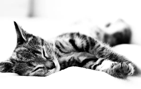 Picture face, sleep, paws, b/W