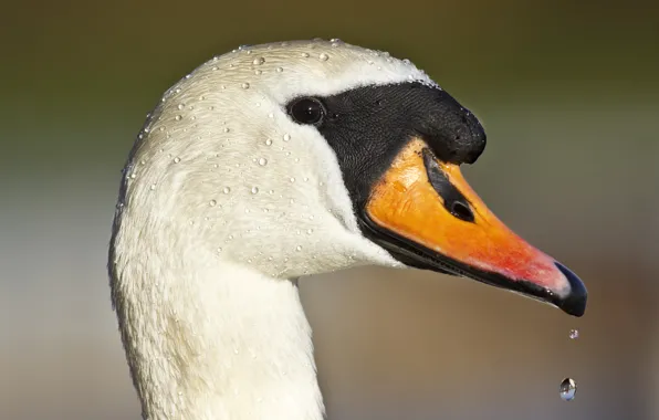 Drops, eyes, beak, duck, drops, eye, duck, beak