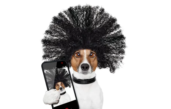 Look, face, creative, photo, paw, humor, hairstyle, white background