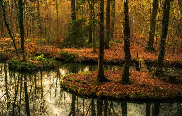 Forest, bridge, autumn, reflection, pond, mirror