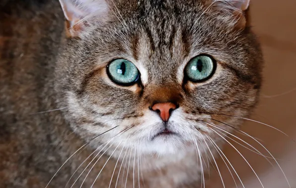 Cat, cat, look, face, close-up, grey, background, portrait