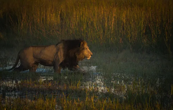 Leo, Africa, hunter
