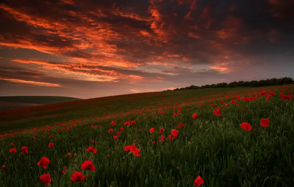 Picture field, the sky, clouds, sunset, flowers, red, Maki, the evening
