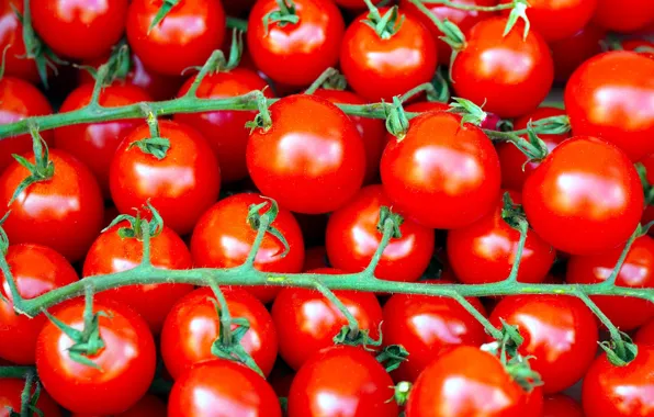 Harvest, tomatoes, a lot, on the branch, tomatoes