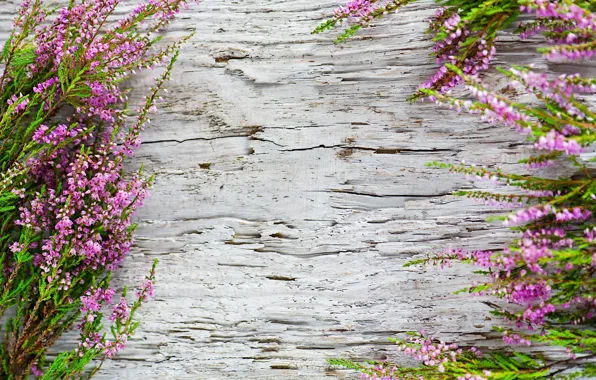 Picture background, plant, wood