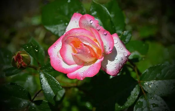 Picture Drops, Bud, Bokeh, Pink rose, Pink rose, Drops