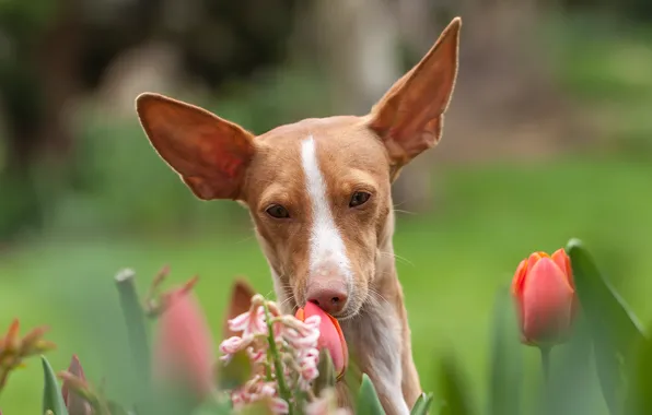 Look, flowers, each, dog