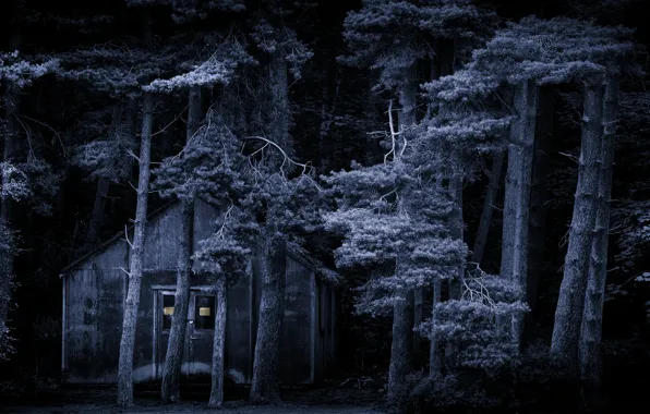 Forest, trees, night, branches, house, darkness, trunks, the darkness