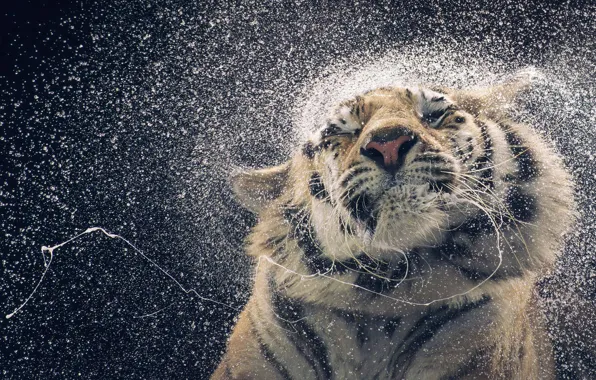 Picture Drops, Tiger, Face, Predator, Squirt, Animal, Big cat, Funny