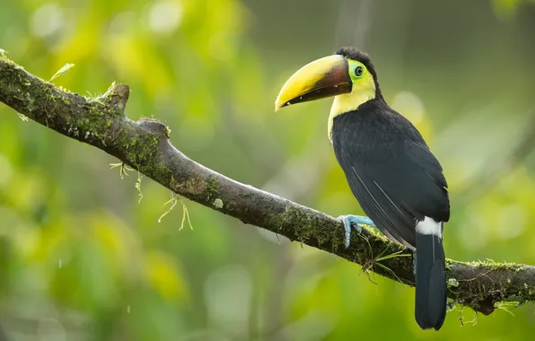 Background, bird, branch, Toucan, bokeh