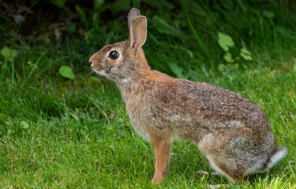 Picture grass, look, pose, grey, hare, profile, Bunny