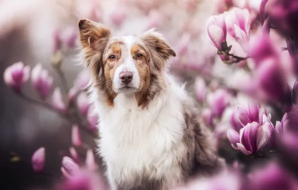 Look, face, dog, flowering, flowers, bokeh, Magnolia, Australian shepherd