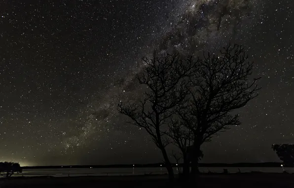 Picture space, stars, night, tree, the milky way