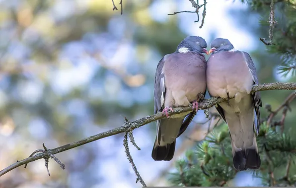 Picture birds, nature, background