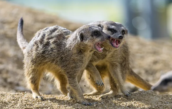 Sand, meerkats, fight, pair, ©Tambako The Jaguar