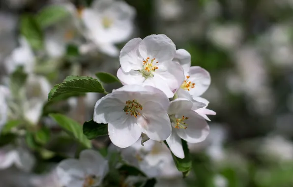 Picture macro, spring, Apple