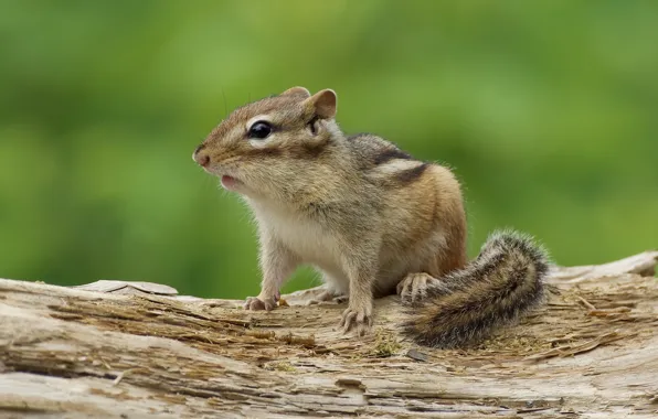 Baby, tail, Chipmunk