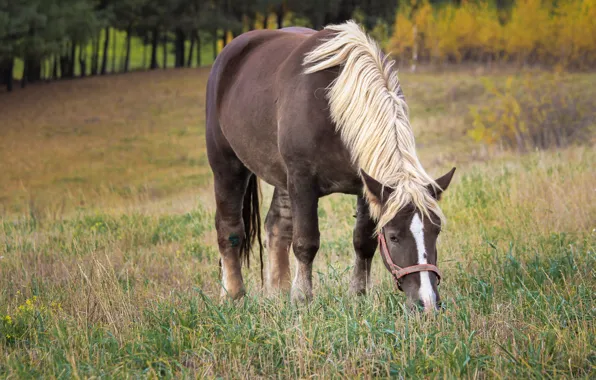 Field, autumn, forest, grass, face, trees, horse, horse