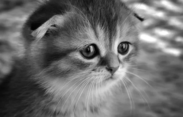 Cat, look, pose, kitty, portrait, fold, baby, face