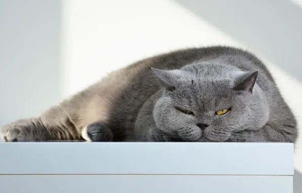 Cat, cat, look, light, pose, grey, background, portrait