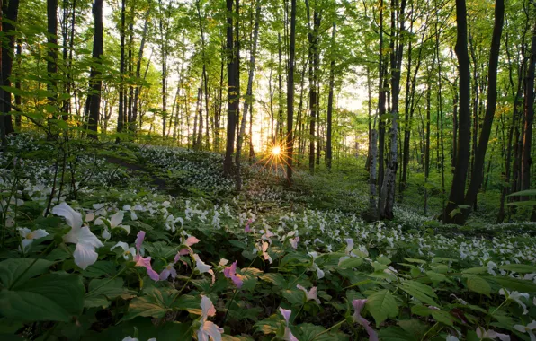 Picture forest, the sun, trees, flowers