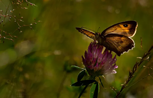 Flower, macro, butterfly, clover, bokeh