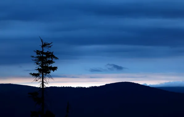 The sky, trees, night, nature