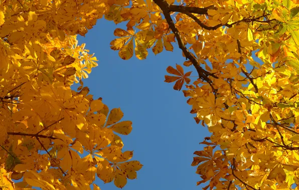 Autumn, the sky, leaves, branches, blue, foliage, yellow, chestnut