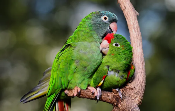 Birds, pose, tree, branch, green, parrot, parrots, a couple