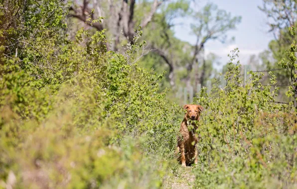 Trail, shrub, red dog