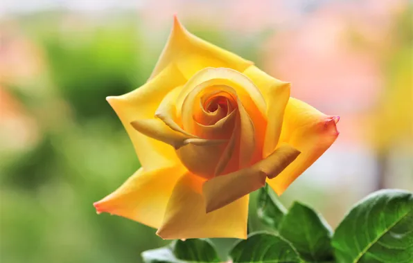 Flower, leaves, light, rose, Bud, yellow, bokeh
