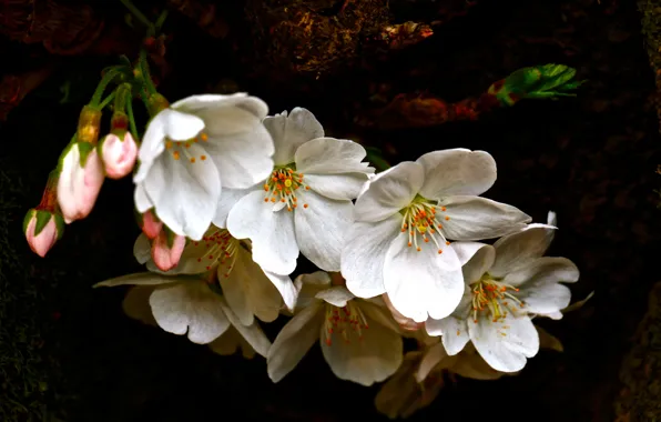 Flowers, cherry, the dark background, tree, branch, spring, Sakura, white