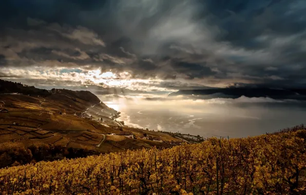Nature, the evening, vineyard